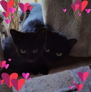 Meet your Posher, Donna